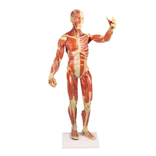 Muskelfigur-Modell, 1/3 nat&uuml;rliche Gr&ouml;&szlig;e