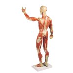 Muscular figure model, 1/3 life-size