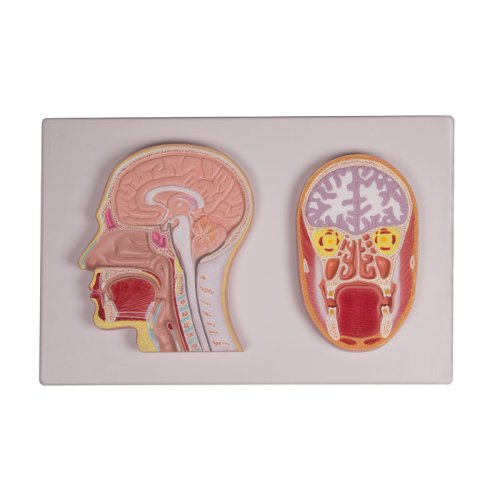 Frontal- und Medianschnitt des Kopfes (Relief-Modell) - EZ Augmented Anatomy