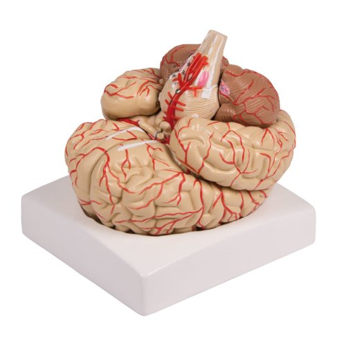 1 Lebengroß Gehirnmodell Lernmodell für Anatomie Modell Kehlkopf 1 