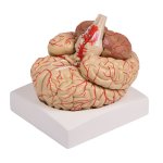 Brain model with arteries, 9 parts