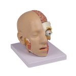 Kopf-Modell, zerlegbar, 4-tlg - EZ Augmented Anatomy