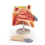 Nasal cavity, 3 parts