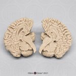 Menschliches Gehirn-Modell, Naturabguss
