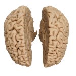 Menschliches Gehirn-Modell, Naturabguss