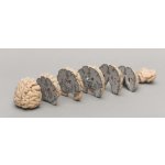 Human brain model multiple frontal sections
