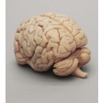 Menschliches Gehirn-Modell in Frontalschnitten