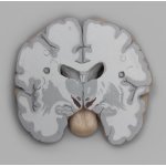 Menschliches Gehirn-Modell in Frontalschnitten