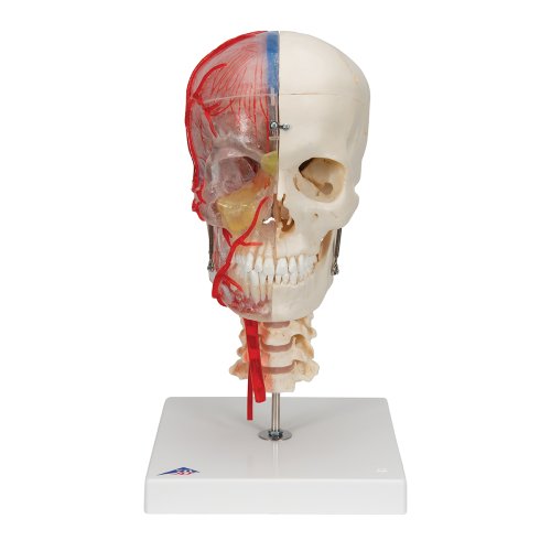 Skull Model BONElike, Half Transparent & Half Bony, Brain & Vertebrae - 3B Smart Anatomy