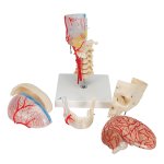 Skull Model BONElike, Half Transparent &amp; Half Bony, Brain &amp; Vertebrae - 3B Smart Anatomy