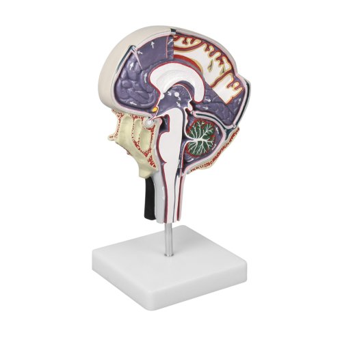 Cerebrospinal fluid circulation model