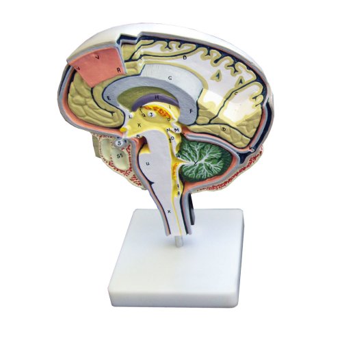 Brain section model