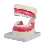 Zahnpflege-Modell, 1,5-fache Gr&ouml;&szlig;e