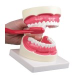 Zahnpflege-Modell, 1,5-fache Größe