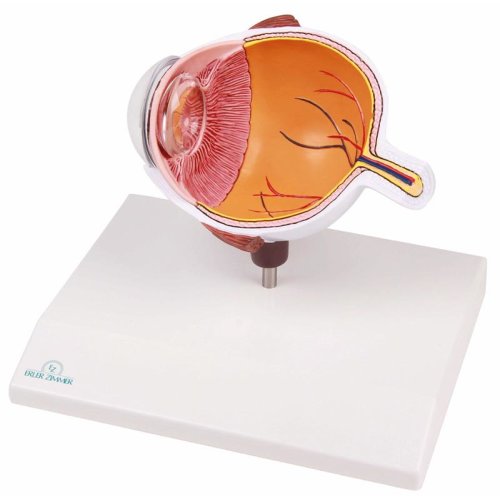 Augenhälfte, vergrößert - EZ Augmented Anatomy