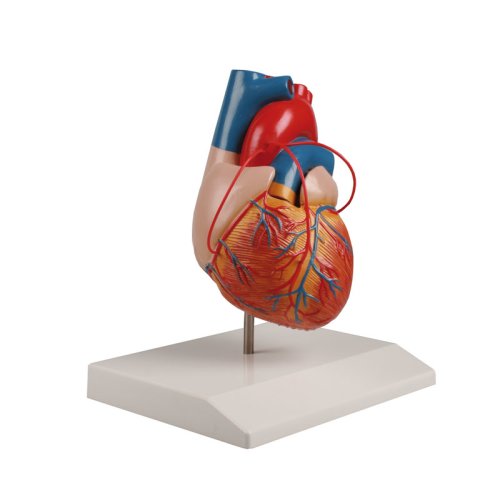 Heart model with bypass