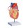 Heart model with bypass, 2x life-size, 2 parts