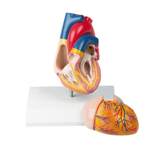 Heart model with conducting system, 2 parts