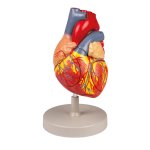 Human heart model, 2 time life-size, 4 parts