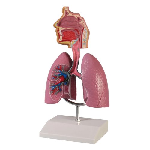 Human respiratory system model