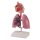 Human respiratory system model - EZ Augmented Anatomy