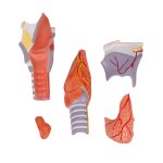 Larynx model model, 2 times enlarged, 5 parts