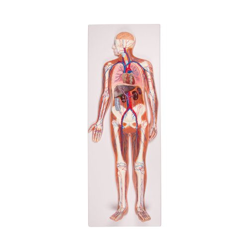 Circulatory system, relief model, 1/2 life-size