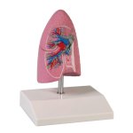 Lung model, half, 1/2 life-size
