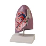 Lung model, half, life-size