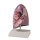 Lung model, half, life-size - EZ Augmented Anatomy