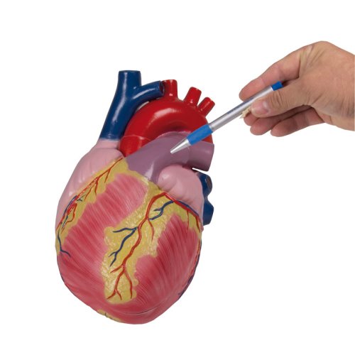 Herz-Modell, 3-fache Größe, 2-tlg