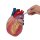 Heart model, 3 time life-size, 2 parts - EZ Augmented Anatomy