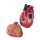 Heart model, 3 time life-size, 2 parts