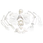 Skeleton Model, disarticulated - 3B Smart Anatomy