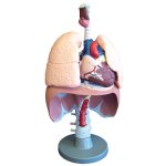 Respiratory organs model