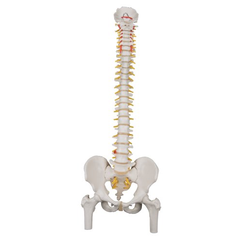Spine Model, Flexible with Femur Heads - 3B Smart Anatomy