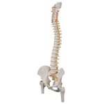 Spine Model, Flexible with Femur Heads - 3B Smart Anatomy