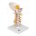 Cervical Spine Model - 3B Smart Anatomy
