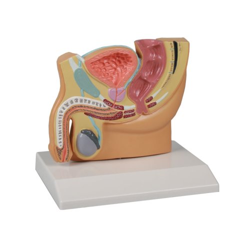 Männlicher Becken-Modellschnitt, verkleinert - EZ Augmented Anatomy