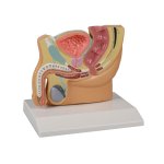 M&auml;nnlicher Becken-Modellschnitt, verkleinert - EZ Augmented Anatomy