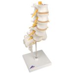 Lumbar Spine Model - 3B Smart Anatomy