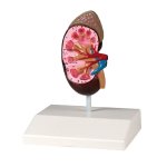 Kidney model, life-size