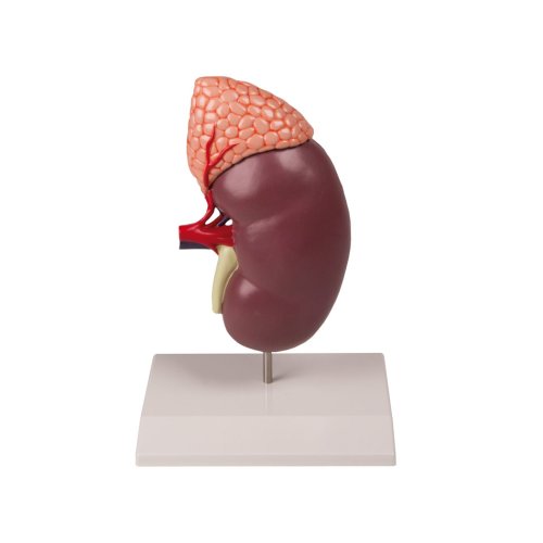 Kidney model with adrenal gland, 2 times enlarged, 2 parts