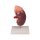 Kidney model with adrenal gland, 2 times enlarged, 2 parts