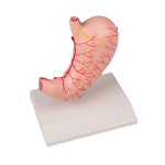 Stomach model, life-size, 2 parts