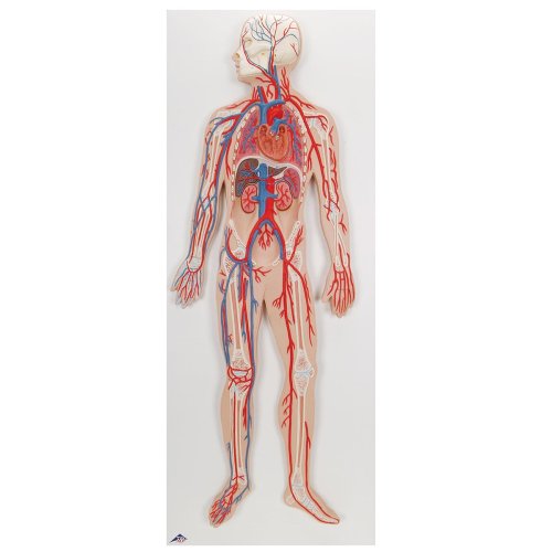 Circulatory System Model - 3B Smart Anatomy