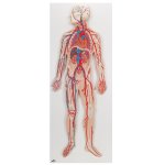 Blutkreislauf-Modell - 3B Smart Anatomy
