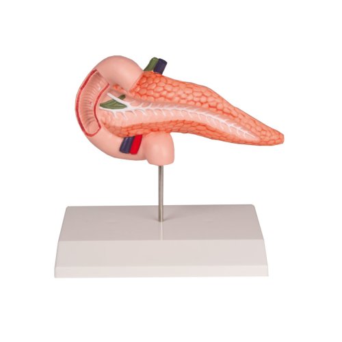 Pancreas and duodenum model
