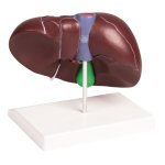 Liver model with gallbladder