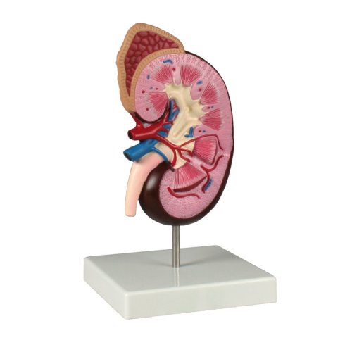 Kidney model, 2 times life-size
